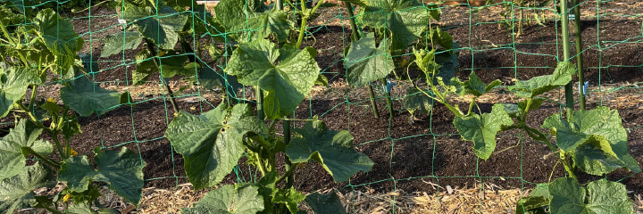 一般社団法人 日本ノーディグ協会