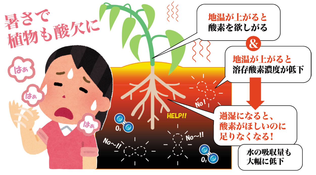 夏の暑さに負けない土づくり! 三相分布の改善 | 株式会社ホーネンアグリ