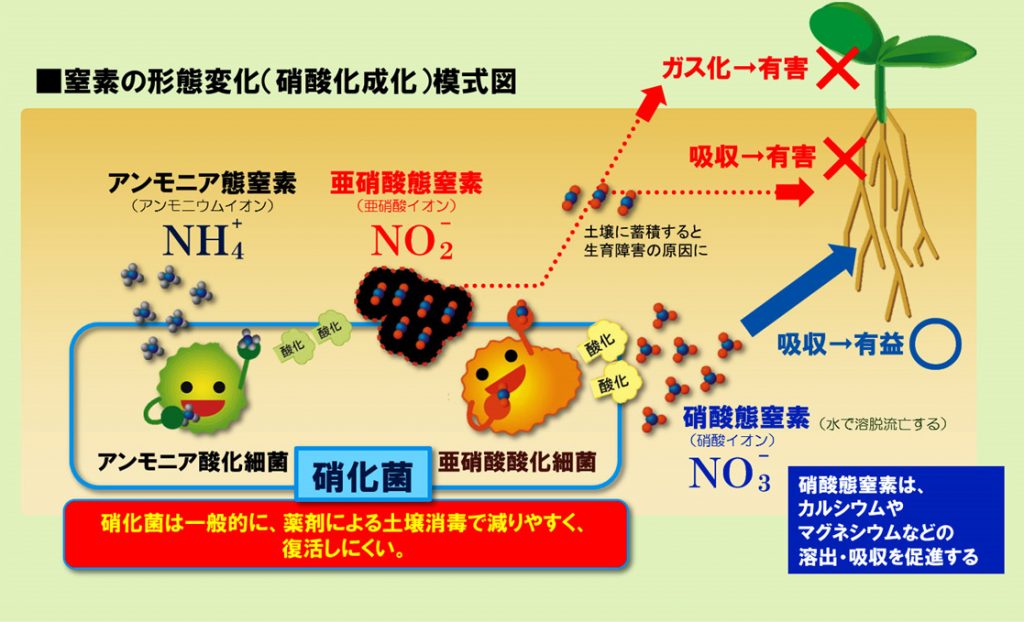 土壌微生物のはたらき