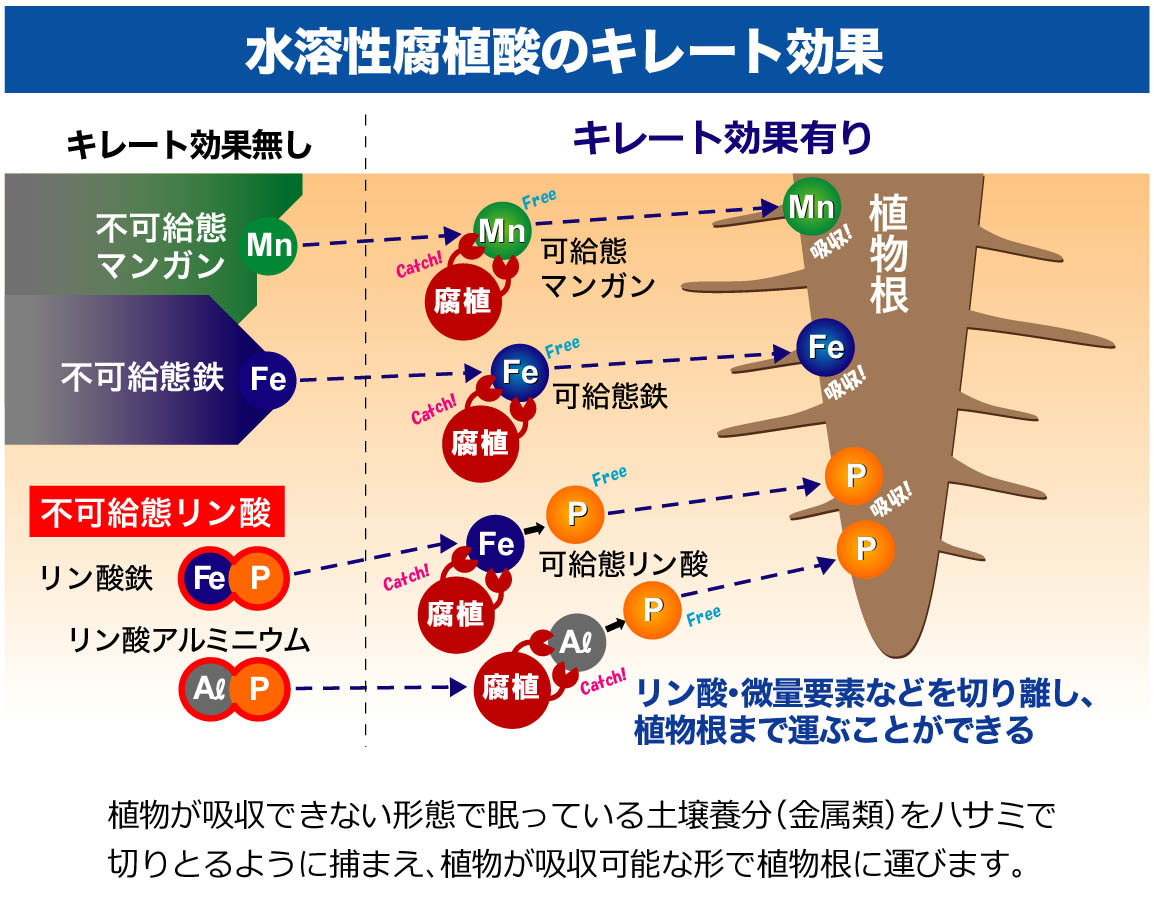 キレート効果の模式図
リン酸や微量要素の効果を高めます